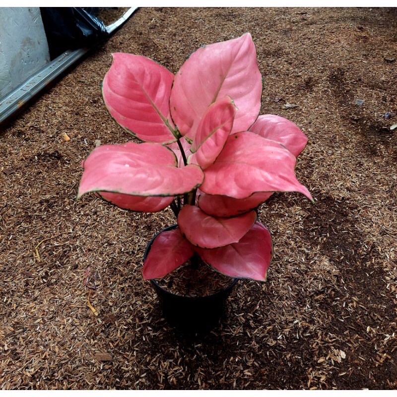 PROMO AGLONEMA PINK CATRINA REMAJA-DEWASA