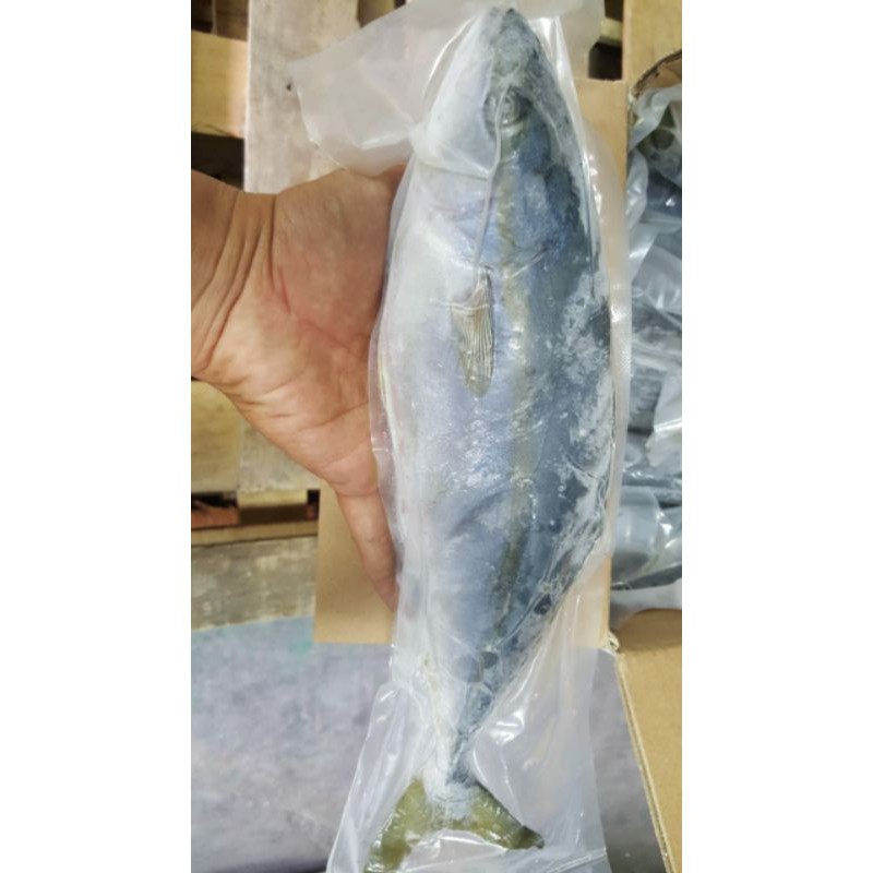 

ikanhamachi