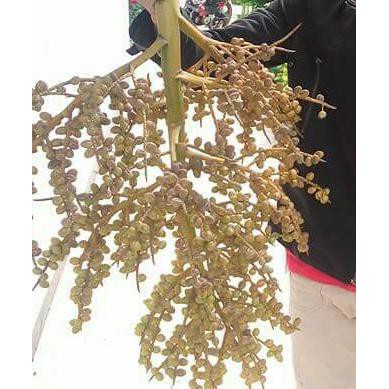 1 Kg Benih Biji Pohon Palem Kuning *_$