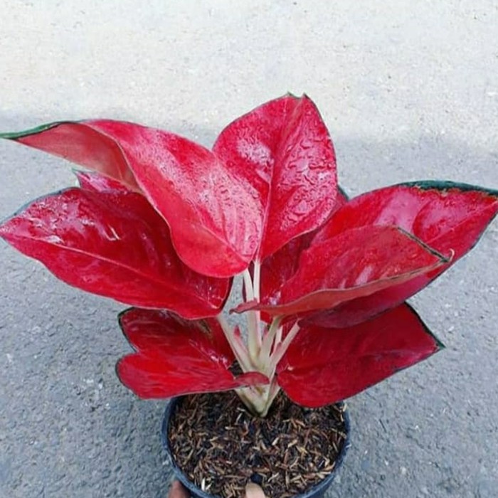 Tanaman Hias Aglonema Suksom Jaipong / Pohon Hias Suksom Jaipong / Aglonema Suksom Jaipong