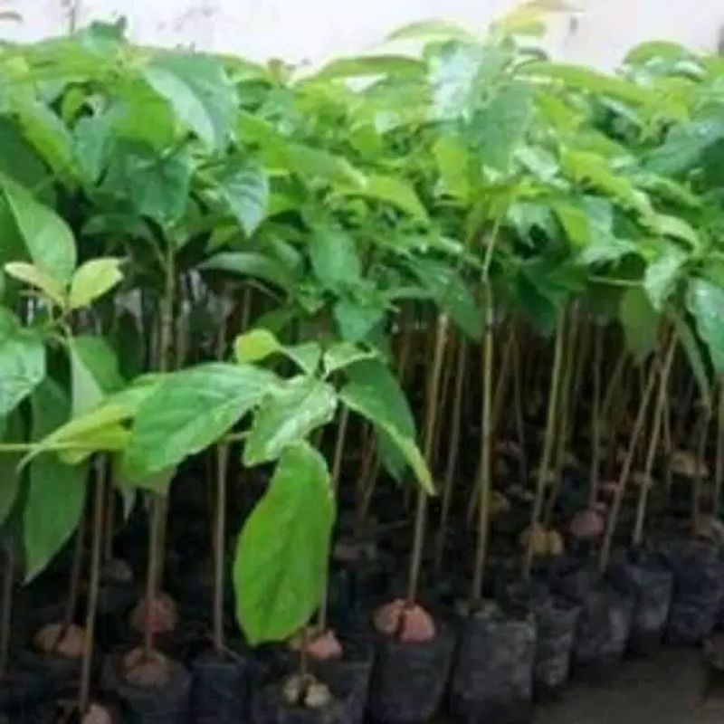 bibit alpukat miki termurah bibit alpukat miki okulasi