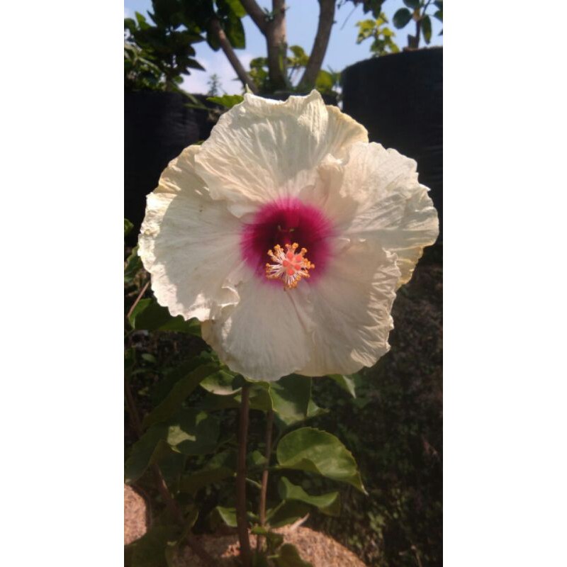 bunga sepatu bangkok