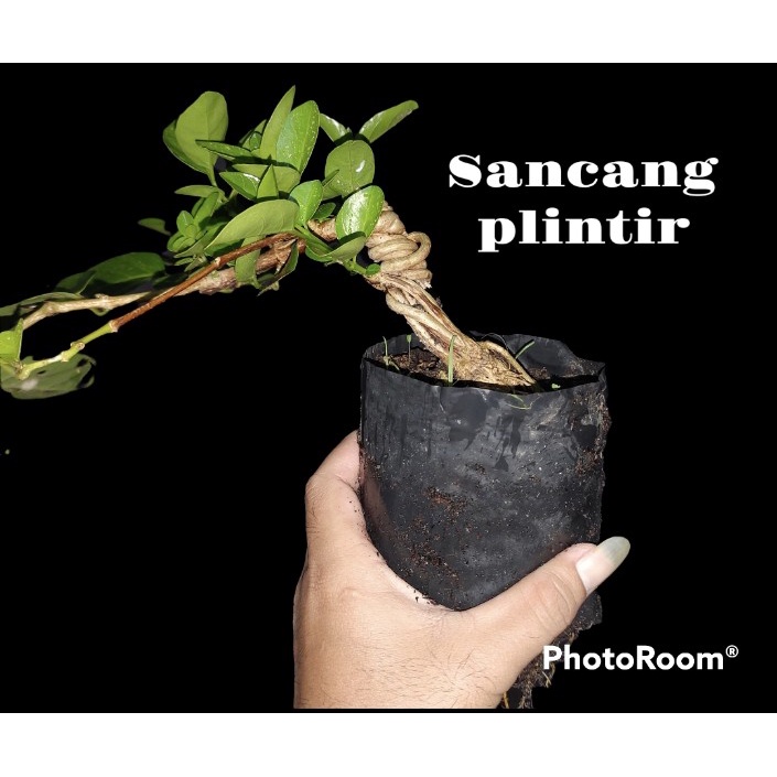 Bonsai sancang proses plintir cocok untuk program mame akar kuat dan subur (bisa cod)