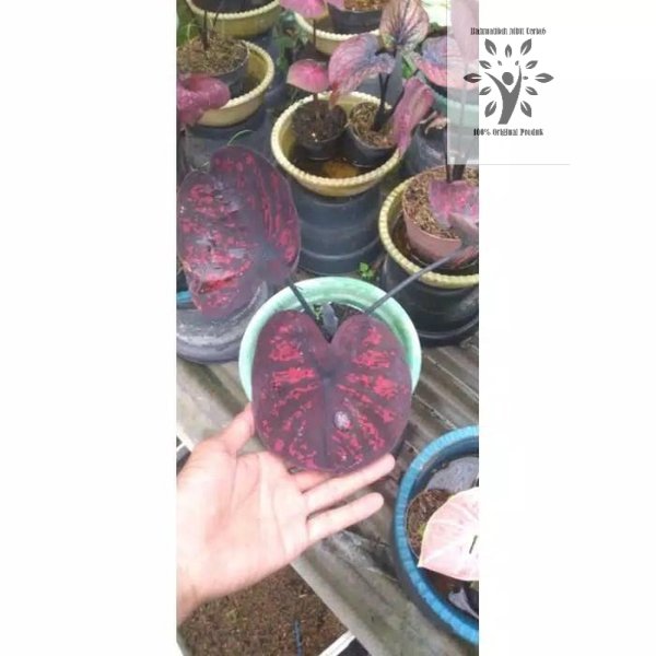 bonggol keladi seven luck mangkok