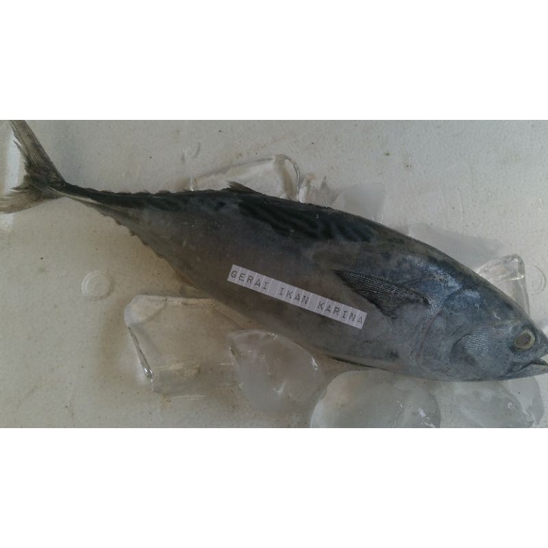 

GIK- Tongkol Deho