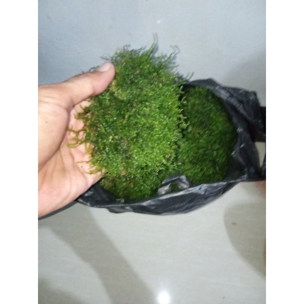 moss weeping kiloan