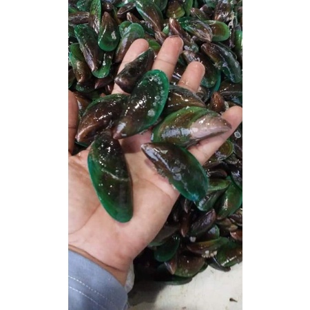 

kerang hijau fresh 3kg