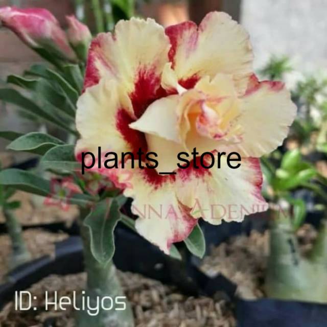 

Bibit Bunga Kamboja Adenium Heliyos plants_store