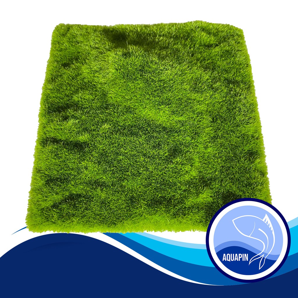 Hiasan Aquarium Hair Grass Alas Aquarium Padang Rumput Hiasan Aquarium Hair Grass Alas Aquarium Padang Rumput