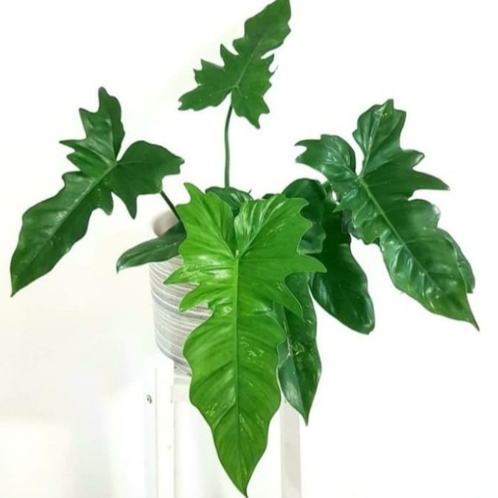 baby philodendron golden dragon - philodendron golden dragon - philodendron lime fiddle - limefiddle