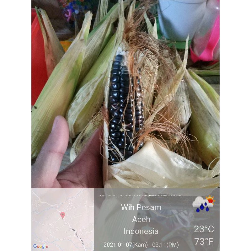 

jagunghitam1bungkusisi15butir