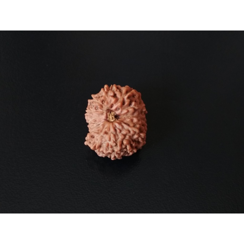 Jenitri Mukhi 14 D19.15x16.1 Liontin Rudraksha Genitri Besar