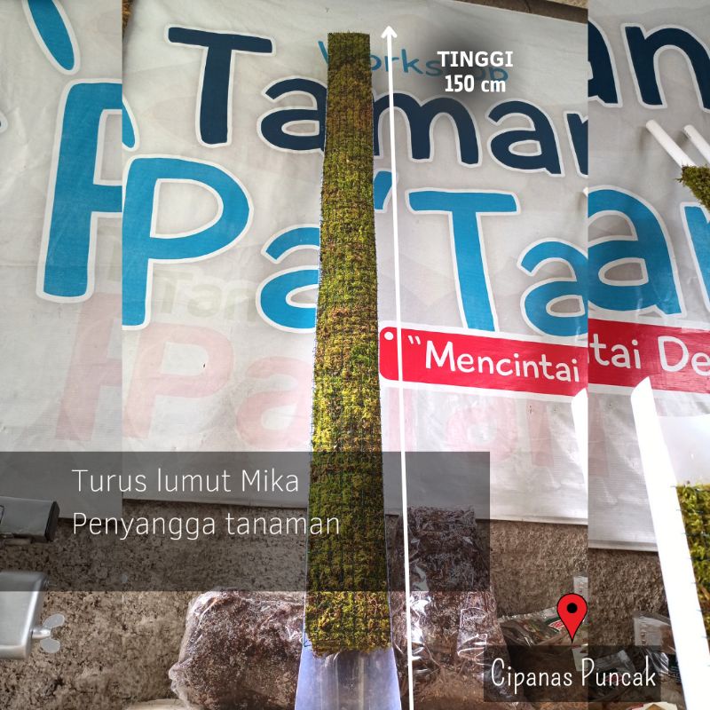 Turus Lumut Mika 150 cm | Turus Tanaman Akar Merambat