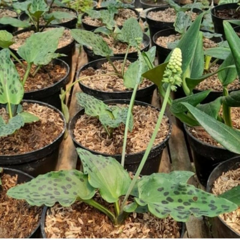 Tanaman Hias Bibit bunga Lidah Katak Hijau Promo (Beli 5 Gratis 1) Cantik Murah Terlaris