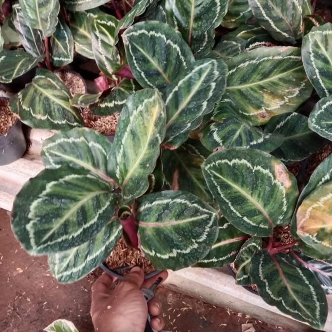 jual calathea linden rimbun / tanaman hias lindeni