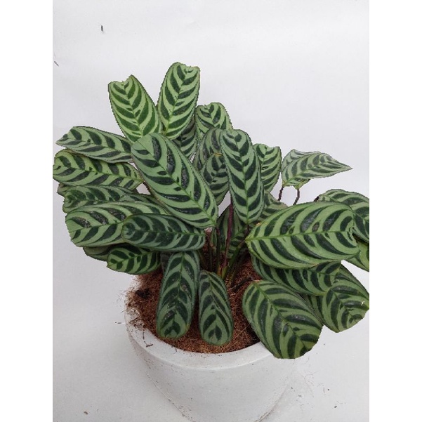 Jual Calathea Burlemarx Atau Marantha Sepat Rimbun Shopee Indonesia