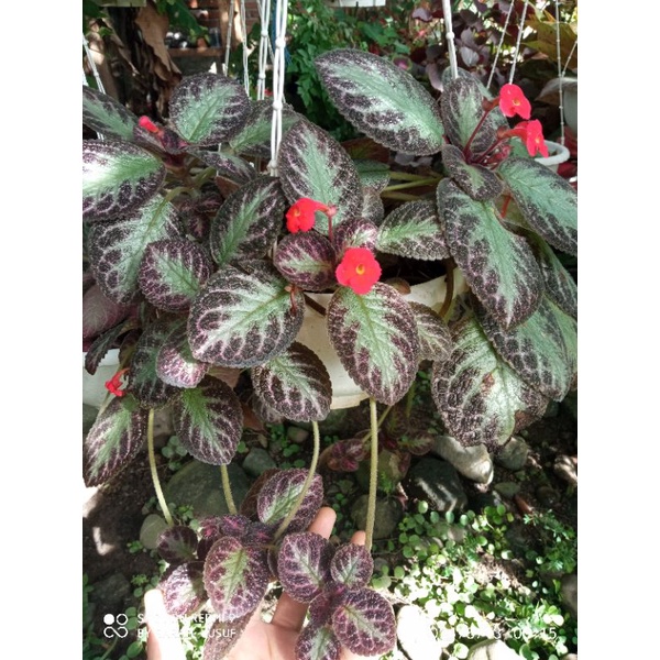 episcia import