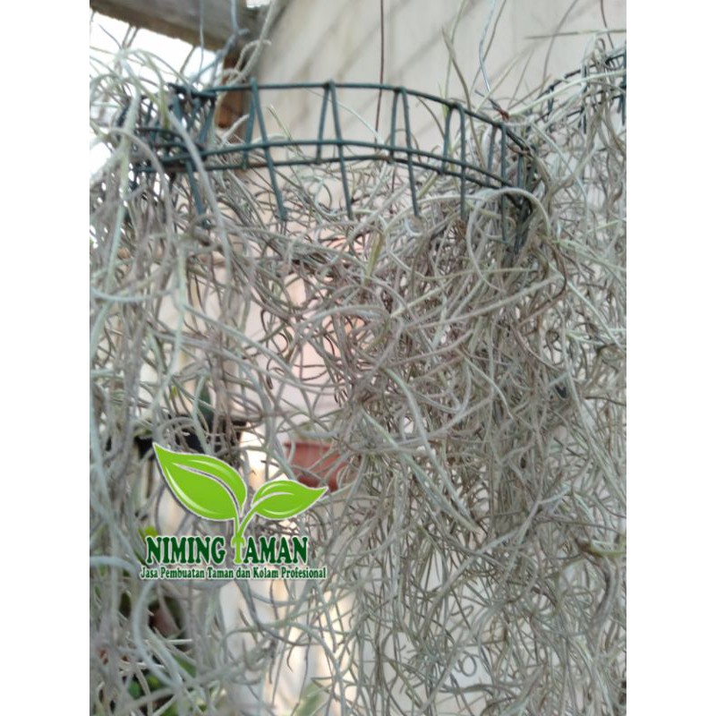 Jenggot nabi Musa/jenggot putih/tanaman gantung