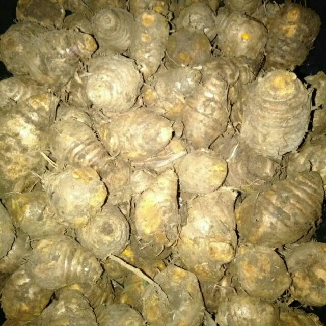 

Temulawak rempah rempah
