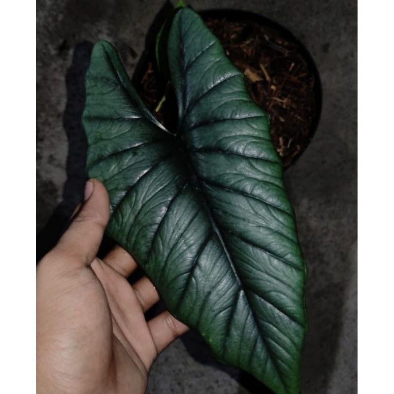 Alocasia bisma 1 daun