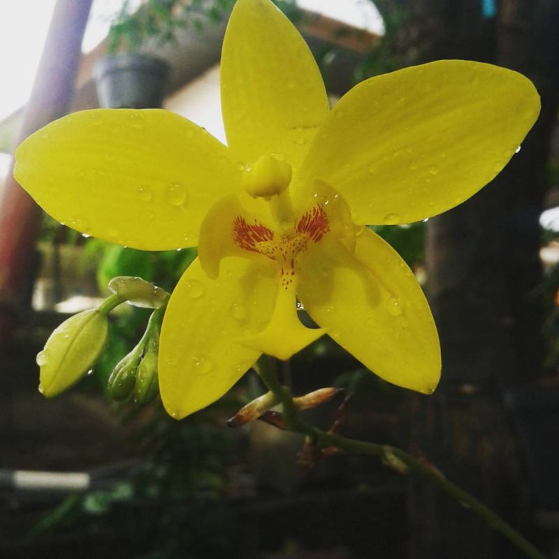 Anggrek Spatoglotis Yellow