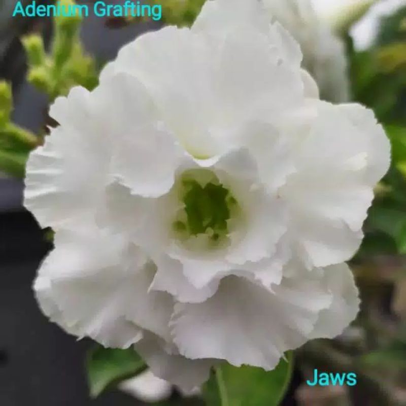 

bibit bunga kamboja adenium bunga tumpuk "Jaws