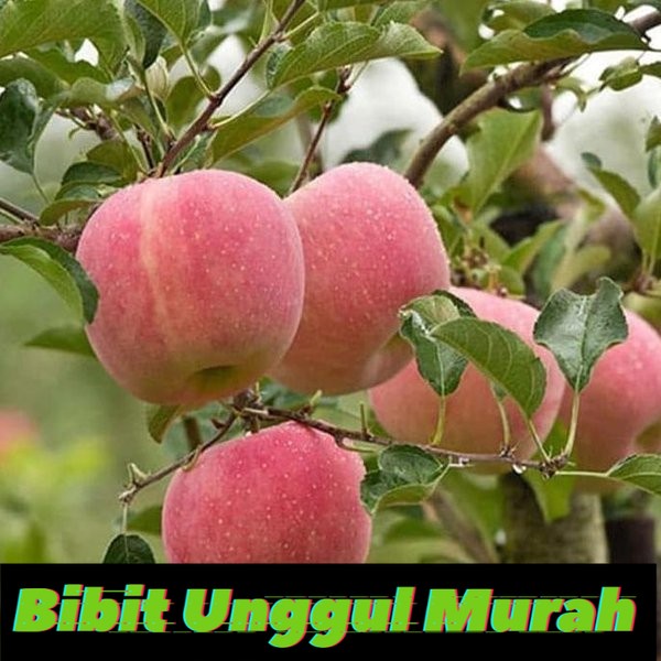 Bibit apel fuji merah