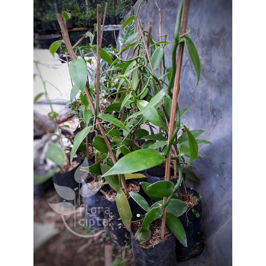 H3Ro Bibit Vanili / Tanaman Vanili / Pohon Vanili