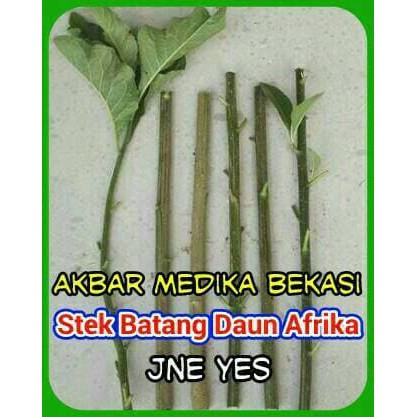 Stek Daun Insulin Bibit Daun Insulin Untuk Diabetes Limited