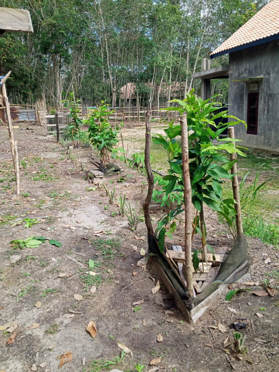 Bibit Mangga Gedong Gincu