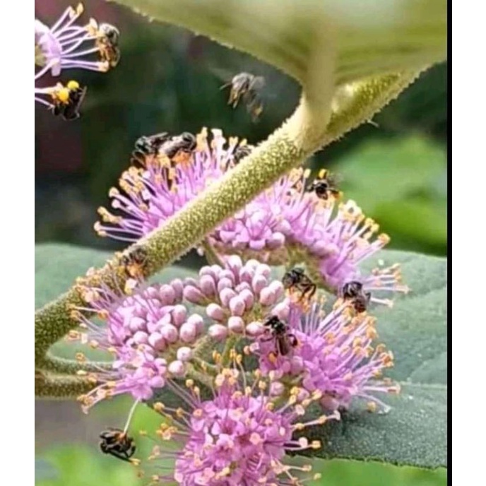 bibit bunga beauty berry berbunga/spik bunga vegetasi lebah madu