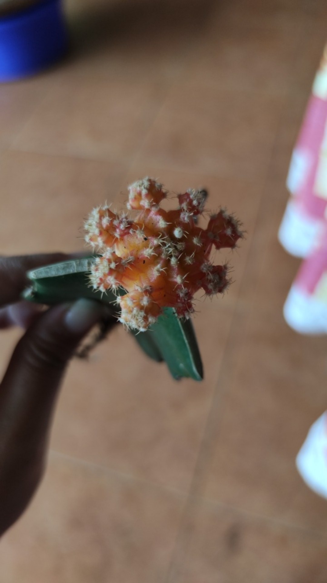 1pot Kaktus Gimno Trikaler