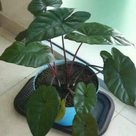 

keladi hutan