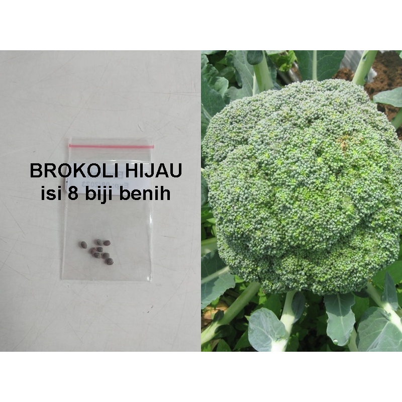 Benih Sayuran Brokoli Hijau/Bibit Brokoli Hijau isi 8 Benih