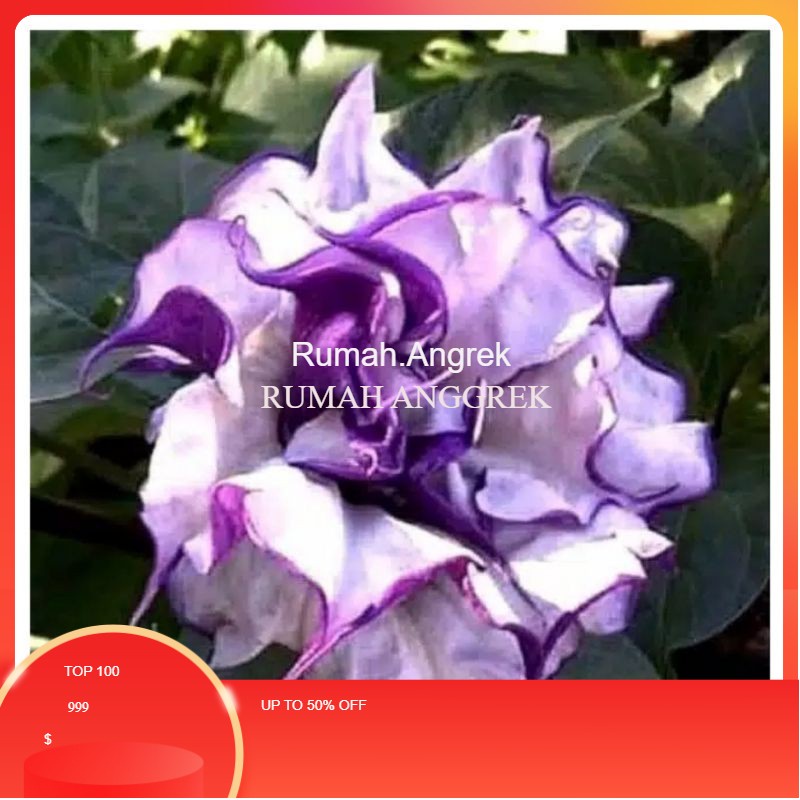 Tanaman Hias Adenium Bunga Tumpuk - Purple Datura-adenium bunga tumpuk-obesum-kamboja jepang-kemboja-bibit tanaman hias adenium Kamboja-tanaman hidup-bunga hidup-bunga hias-bunga hidup-bunga hias Terima kasih.RUMAH.ANGREK
