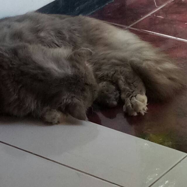 syabilaaldiffaht