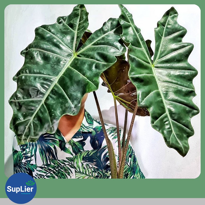 Bibit Tanaman Alocasia Amazon / Keladi Amazon Lokal