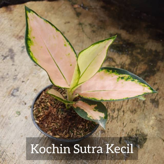 Aglonema Kochin Sutra Kecil - Tanaman Hias Aglaonema