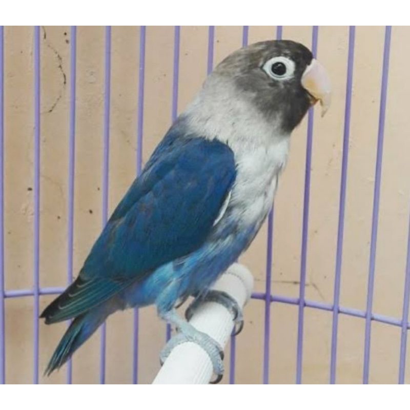Lovebird Pastel Biru ( Pasbir )