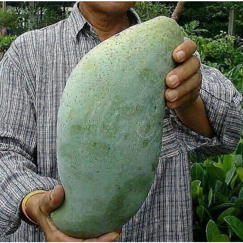 bibit mangga mahatir 1 meter