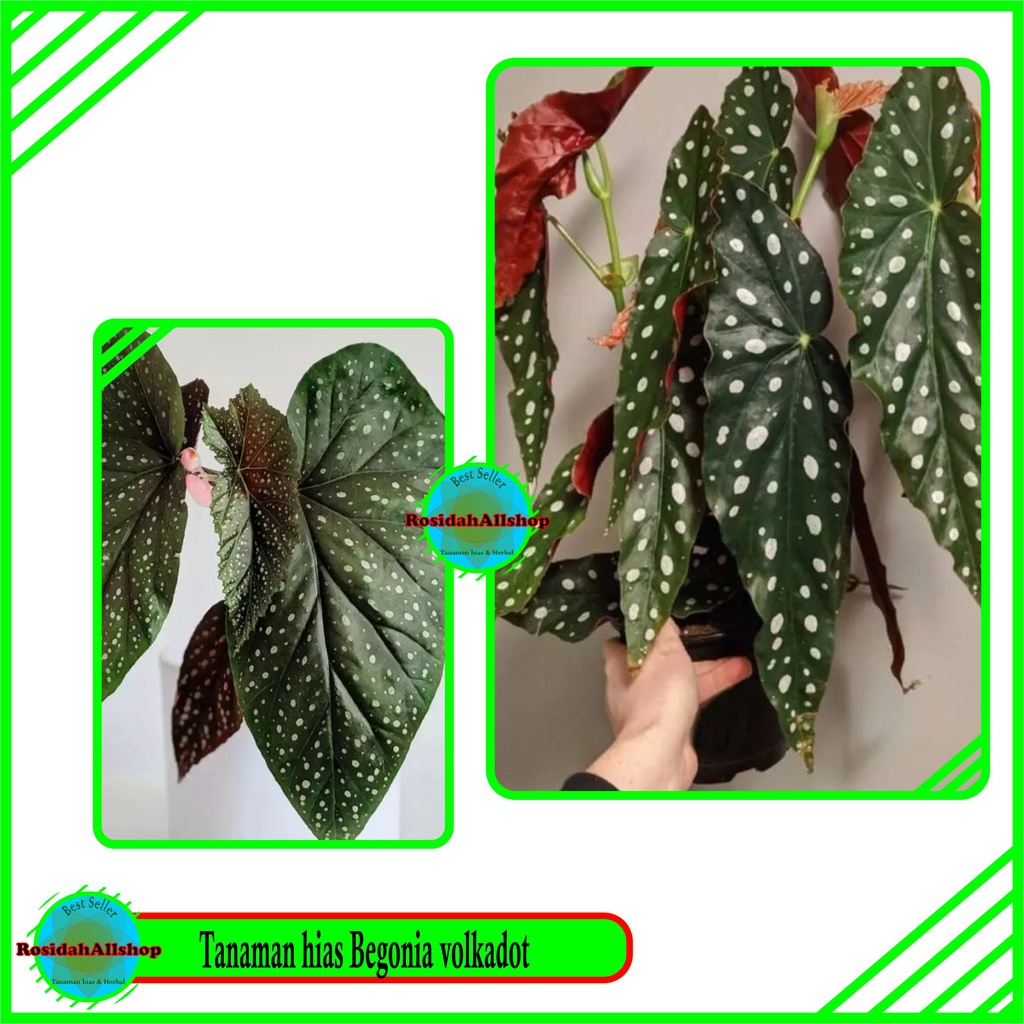 BEGONIA TANAMAN HIAS/BEGONIA POLKADOT TERMURAH/BEGONIA POLKADOT DEWASA MUDAH HIDUP