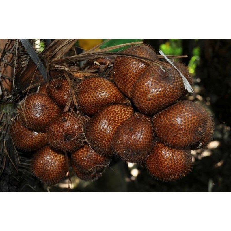

SALAK BALI ASLI