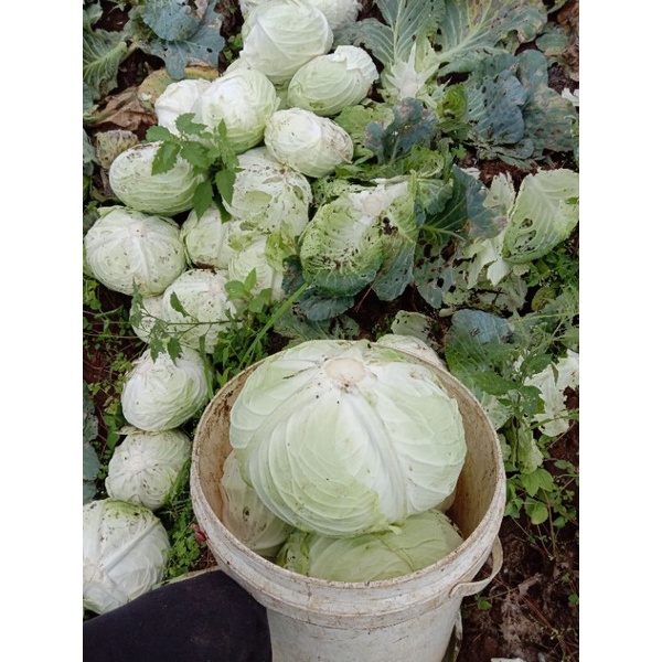 

sayur kol super