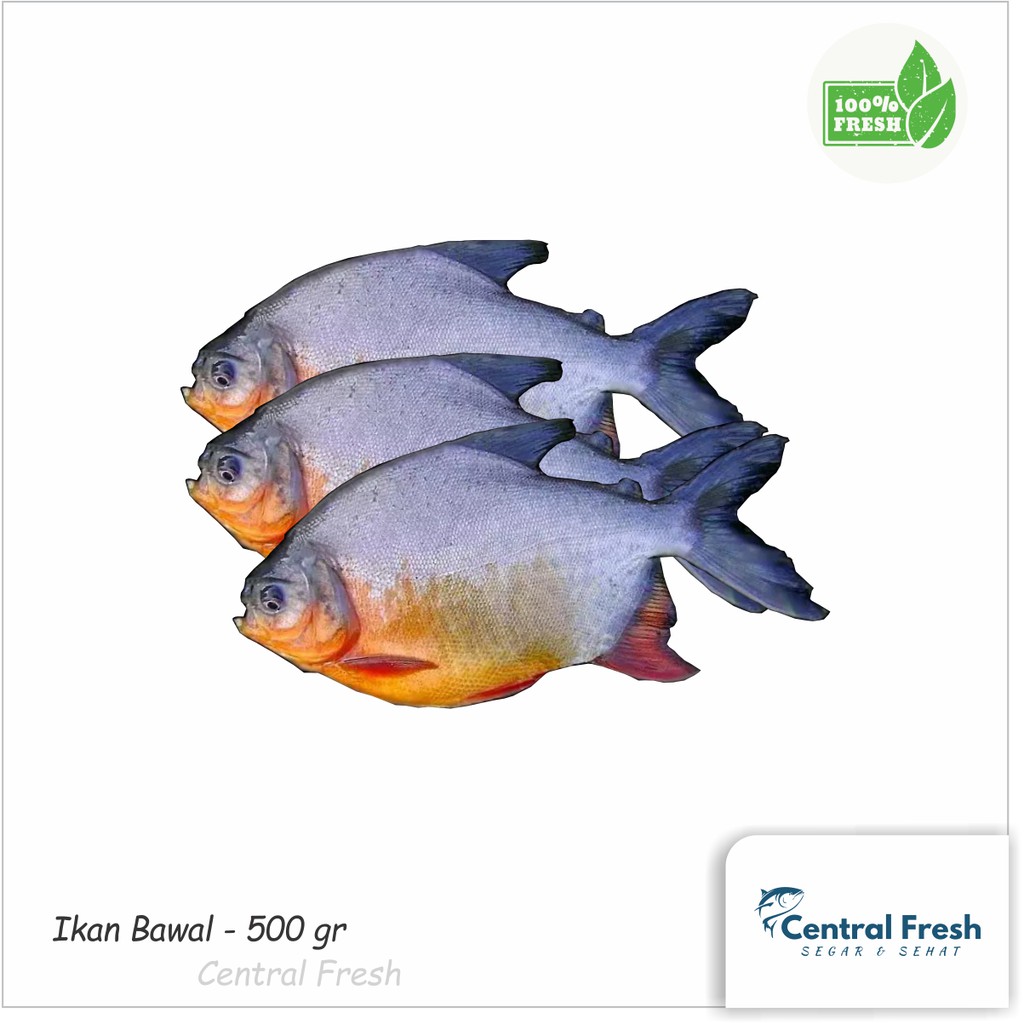

Ikan Bawal Air Tawar Fresh Segar - 1000gr