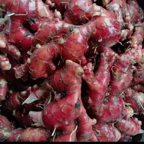 

Jahe Merah ORGANIK 1Kg