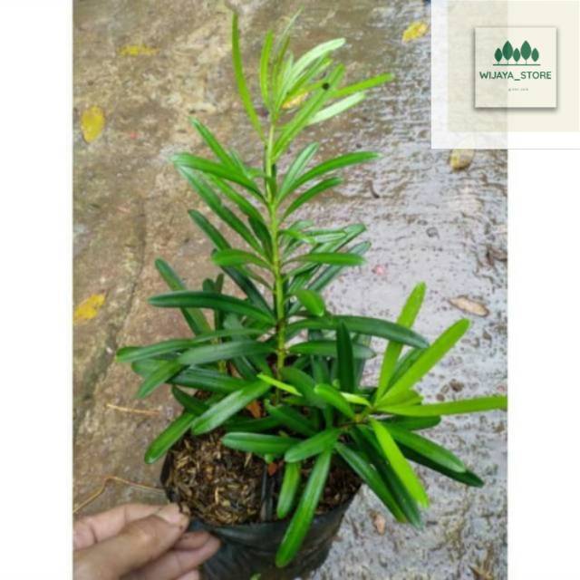 Tanaman hias lohansung taiwan - bahan bonsai - lohansung taiwan