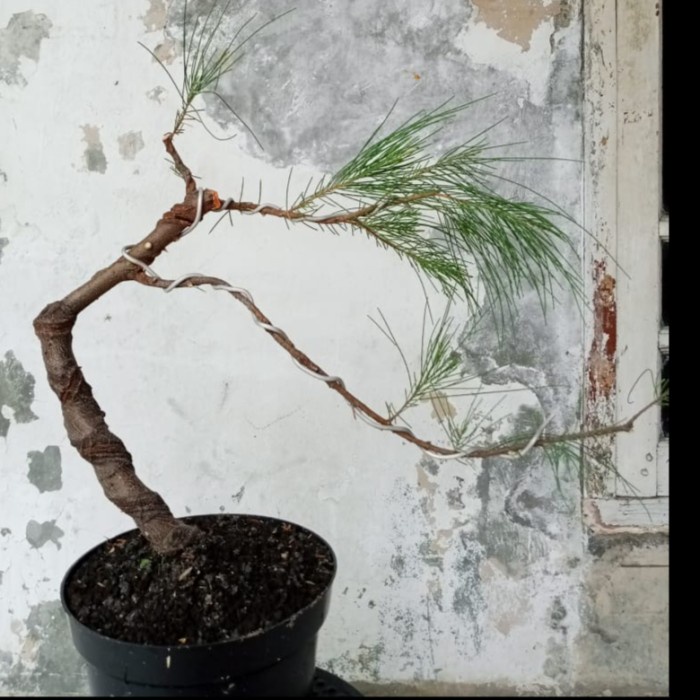 BONSAI CEMARA UDANG GAYA LITERATY KARAKTER PROSPEK