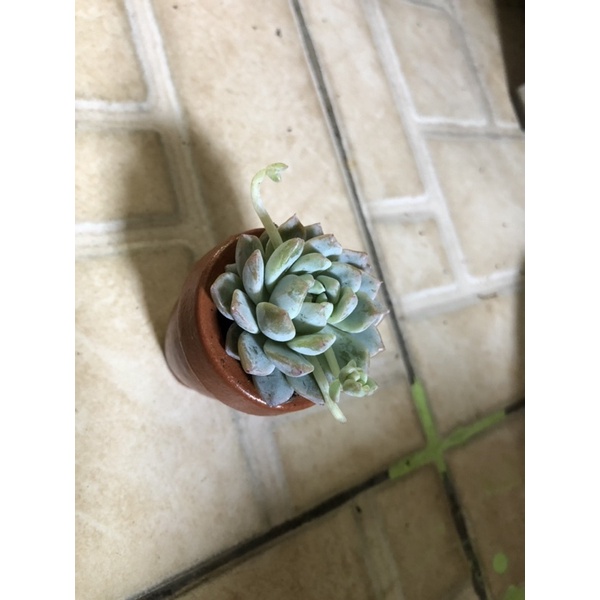 KAKTUS SUKULEN MINI ASLI HIASAN MEJA BELAJAR