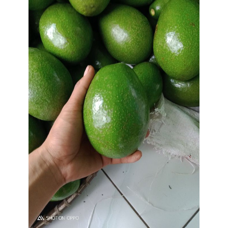 

Alpukat mentega super per1kg berkualitas