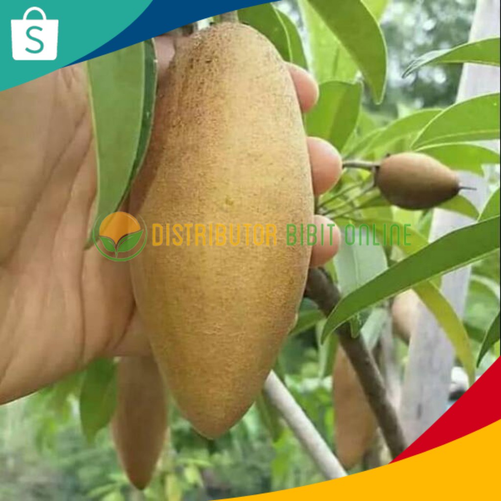 Jual The Best Bibit Tanaman Buah Sawo Mentimun Jumbo Wisata